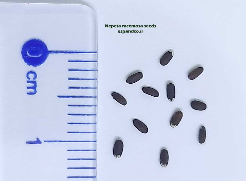  بذر پونه اسا 